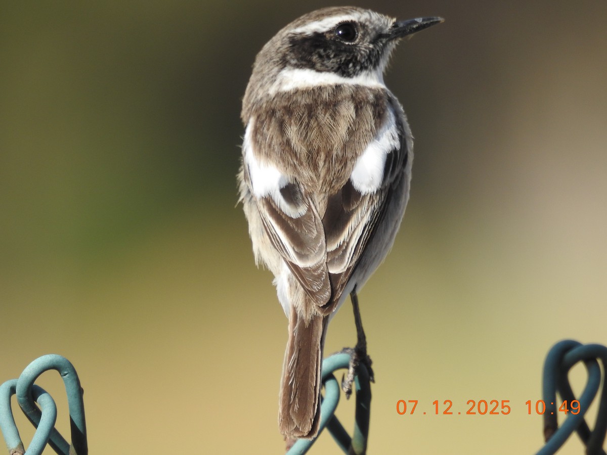 Fuerteventura Stonechat - ML647094285
