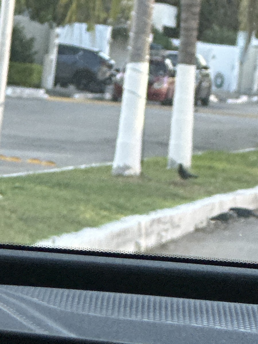 Great-tailed Grackle - ML647094286