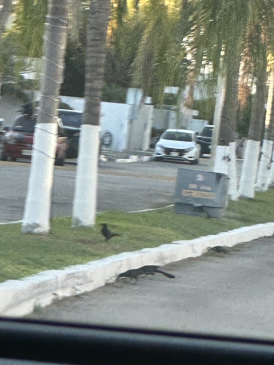 Great-tailed Grackle - ML647094287