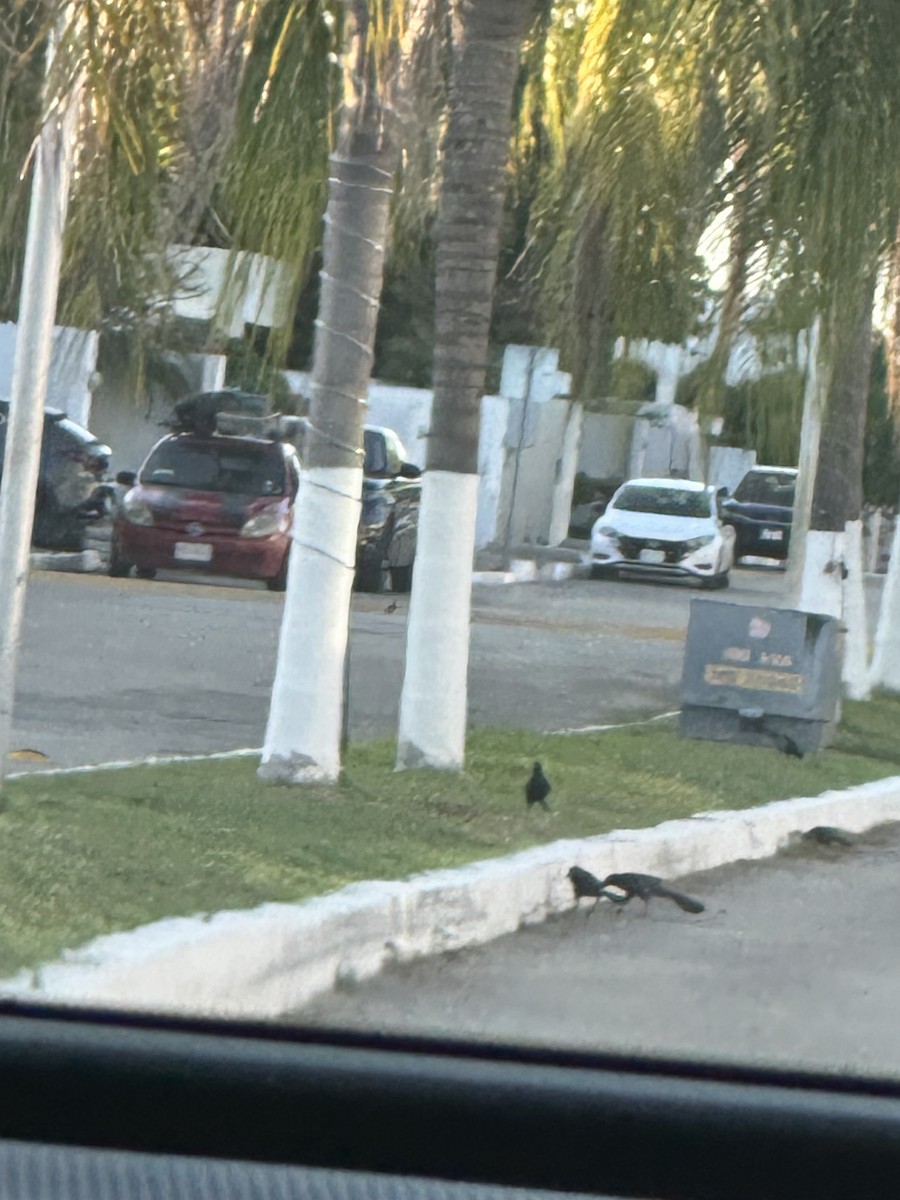 Great-tailed Grackle - ML647094288