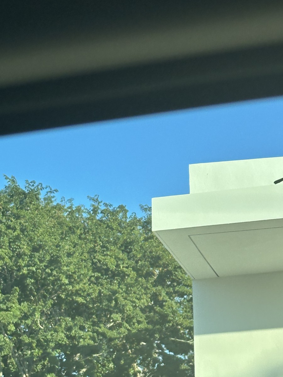 Great-tailed Grackle - ML647094289