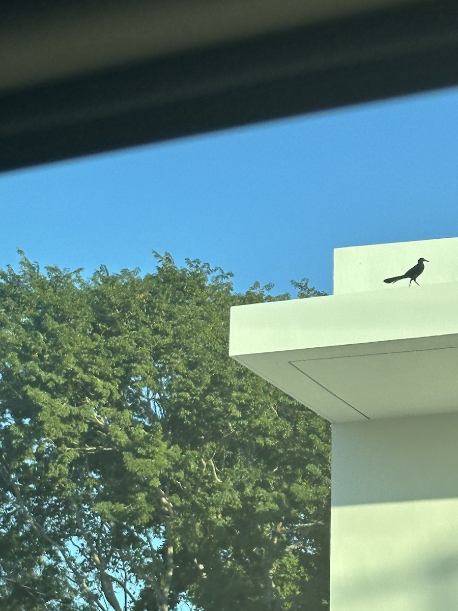 Great-tailed Grackle - ML647094290