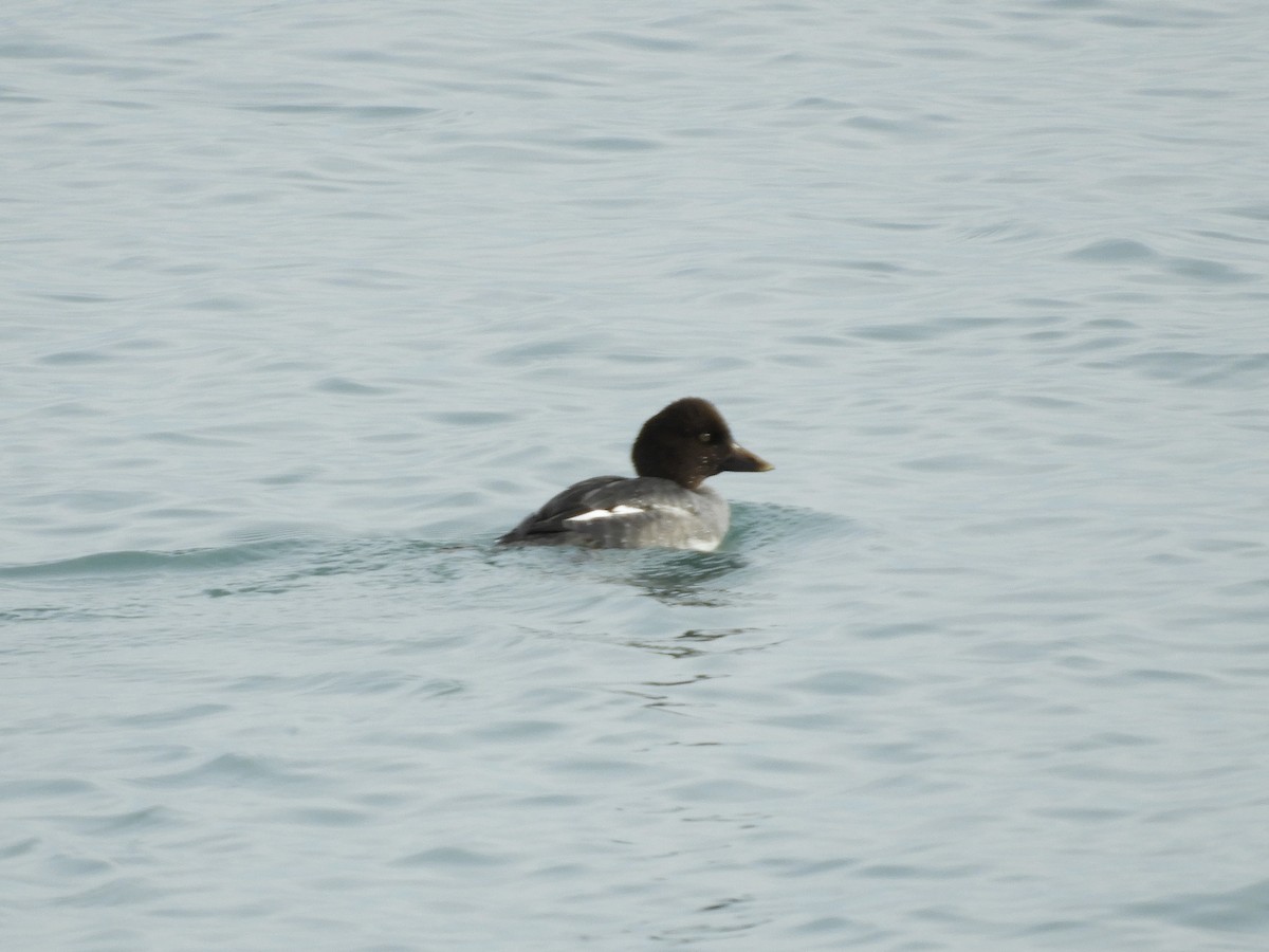 Common Goldeneye - ML647094291