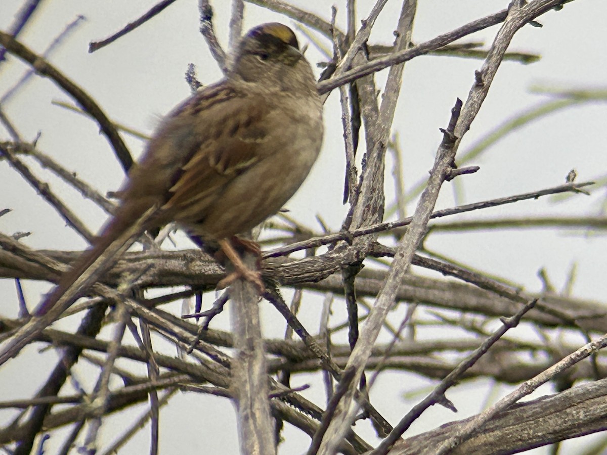 Golden-crowned Sparrow - ML647094295