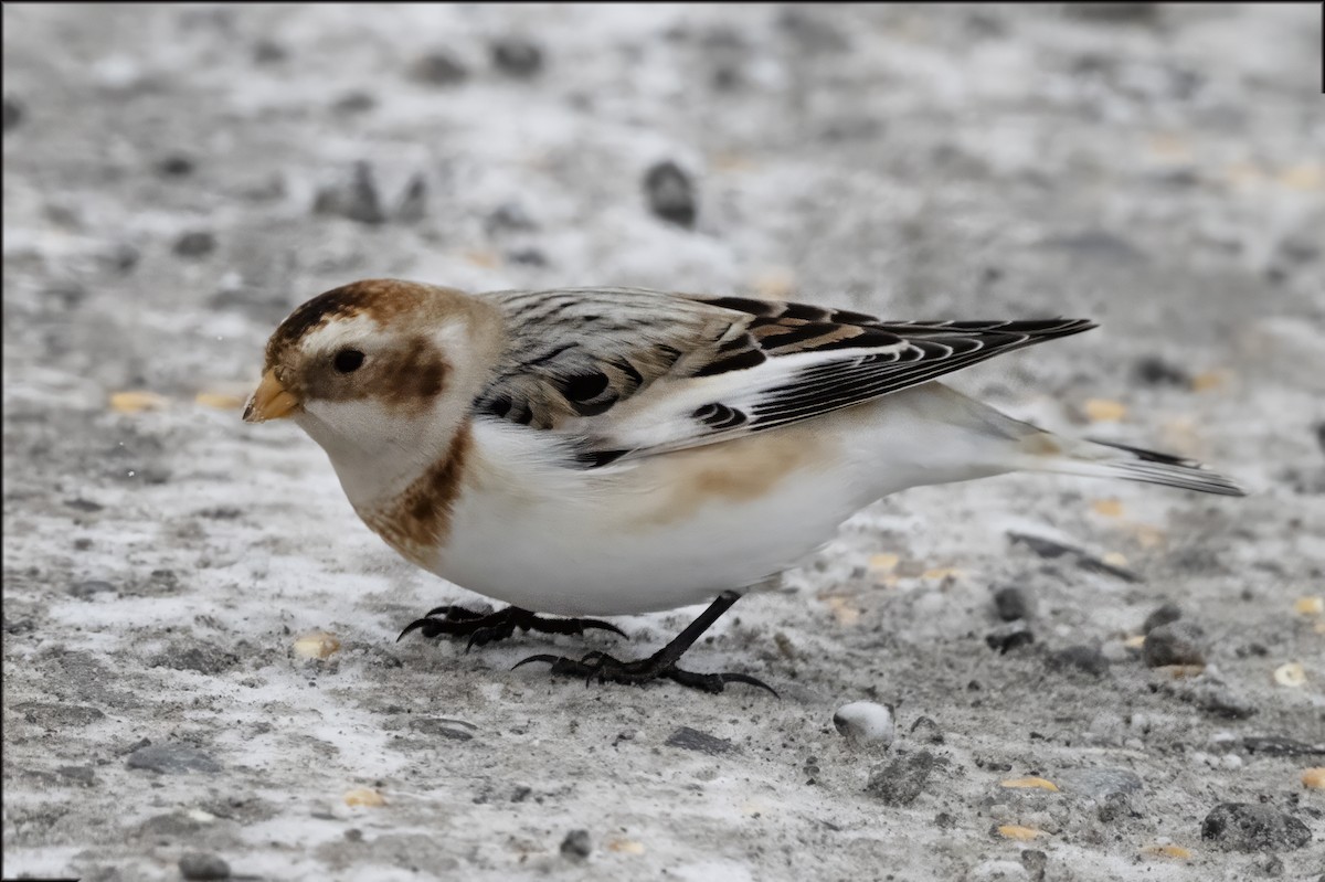 Snow Bunting - ML647094302