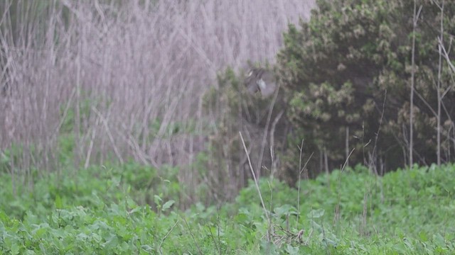 Eastern Phoebe - ML647094314