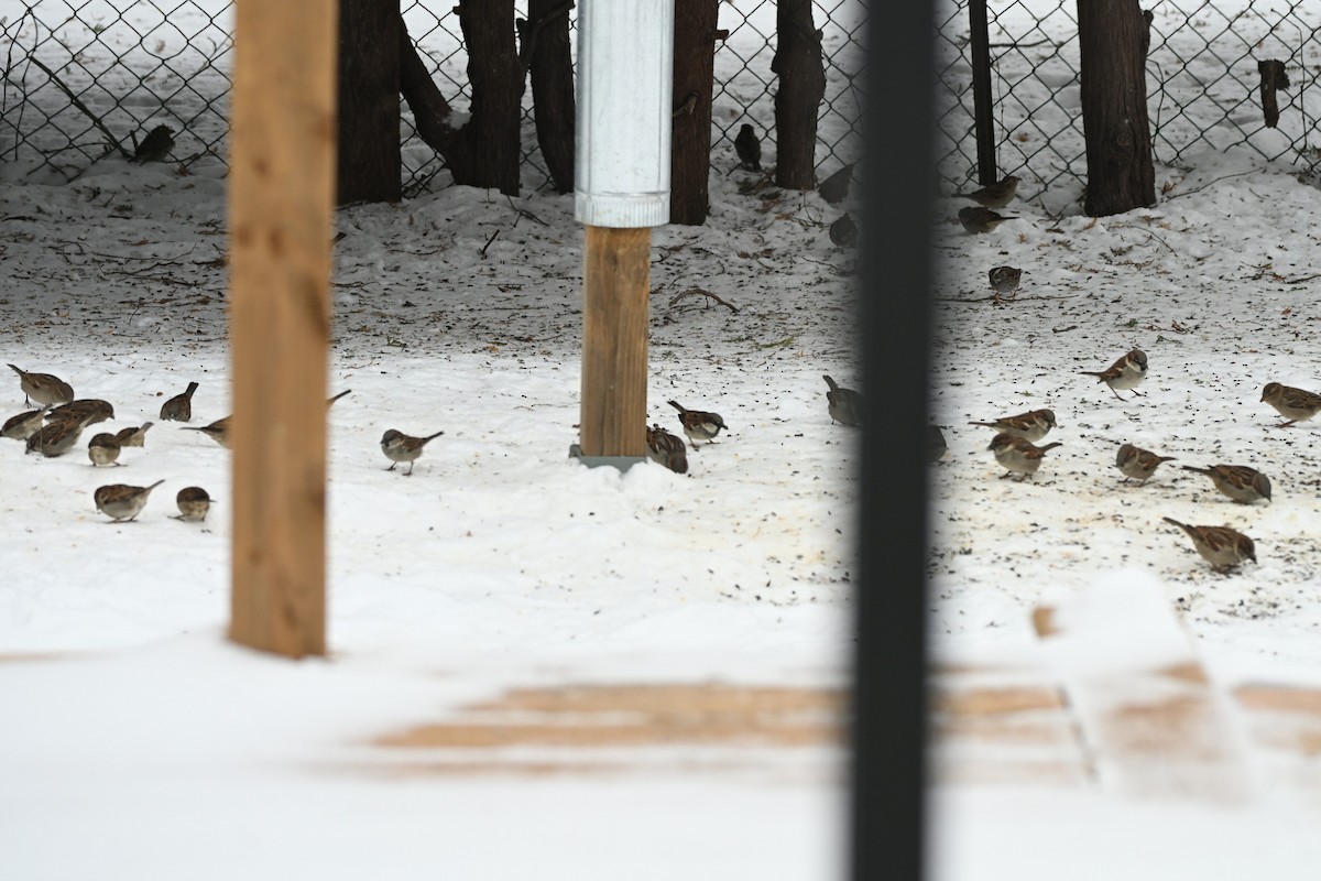 Gorrión Común - ML647094317