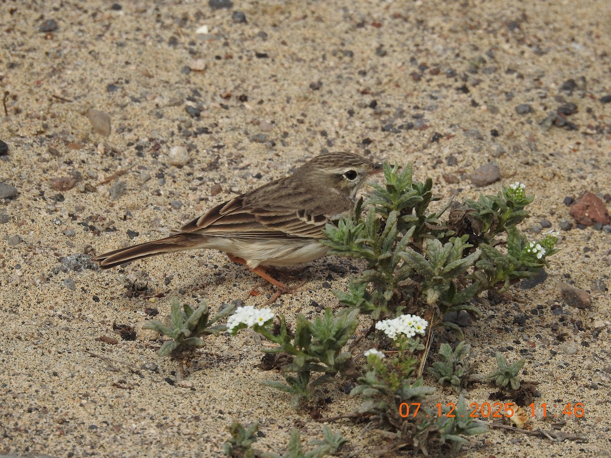 Berthelot's Pipit - ML647094319