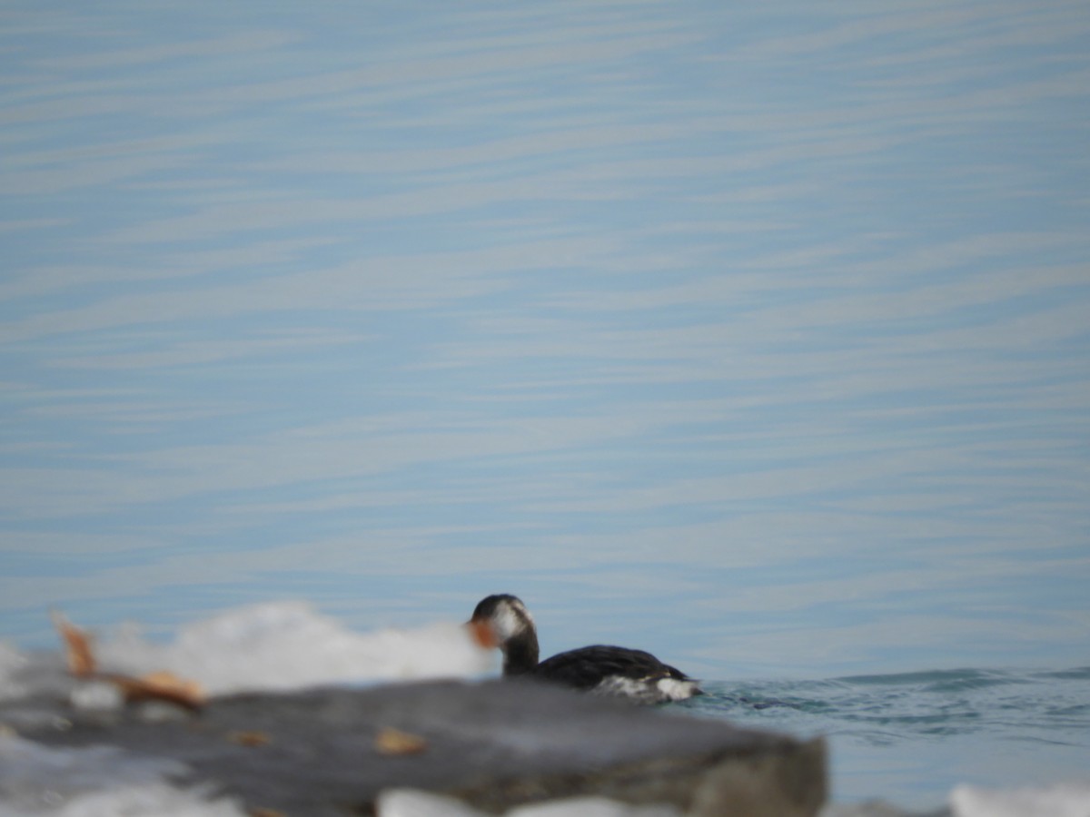 Horned Grebe - ML647094322