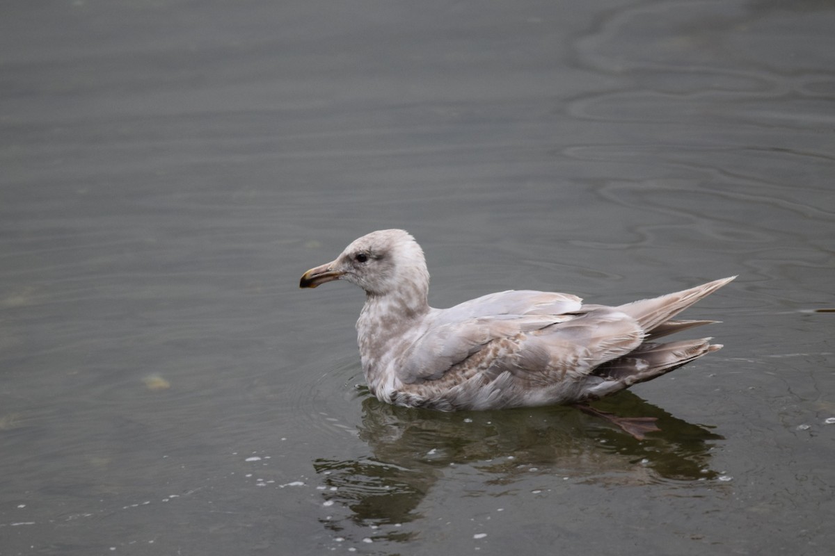 Goéland à ailes grises - ML647094330