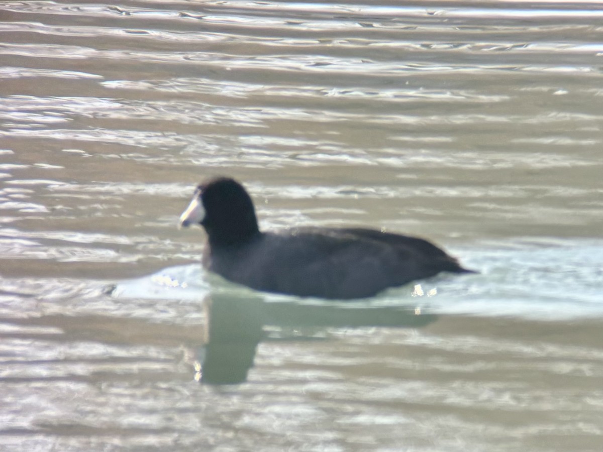 American Coot - ML647094335