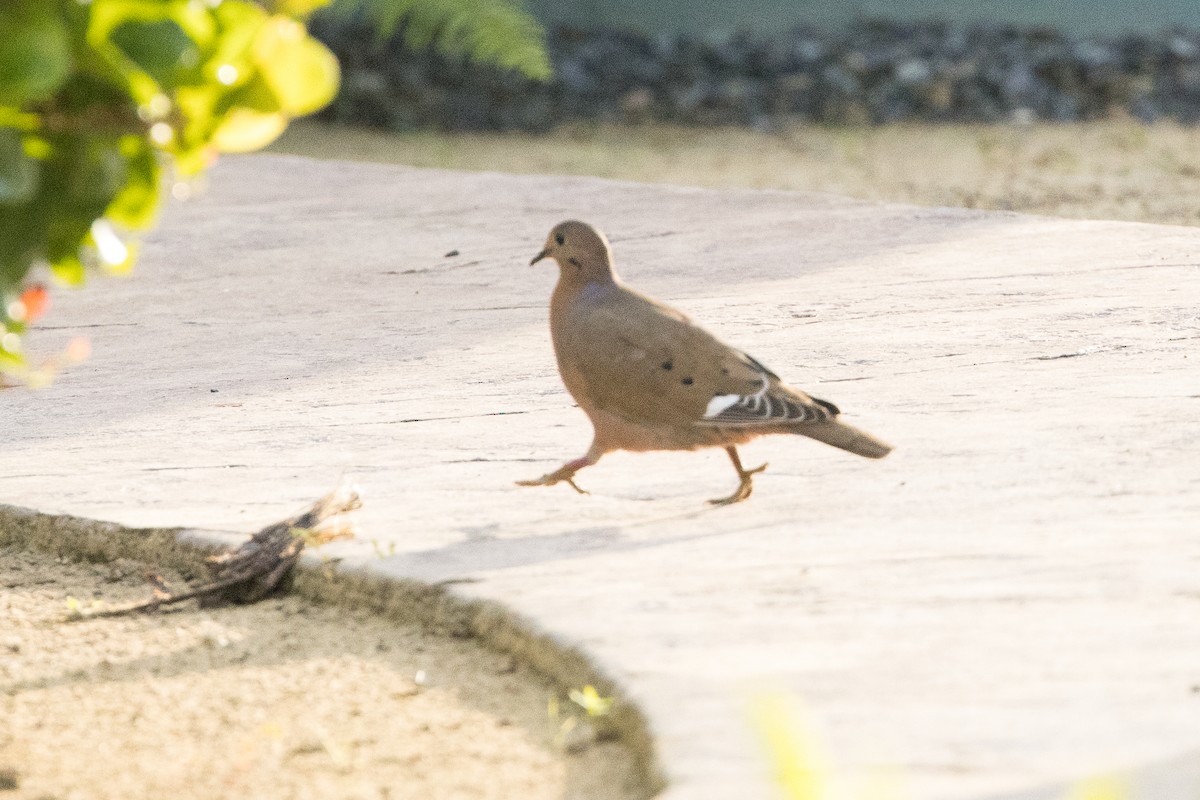 Zenaida Dove - ML647094336