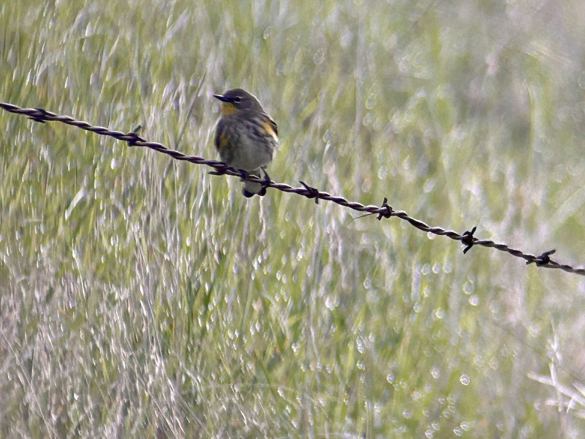 lesňáček žlutoskvrnný - ML647094337