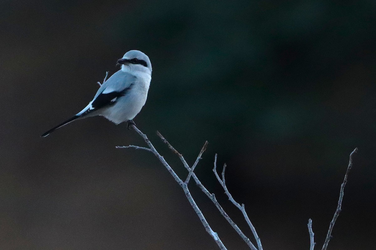 Alcaudón Boreal - ML647094338