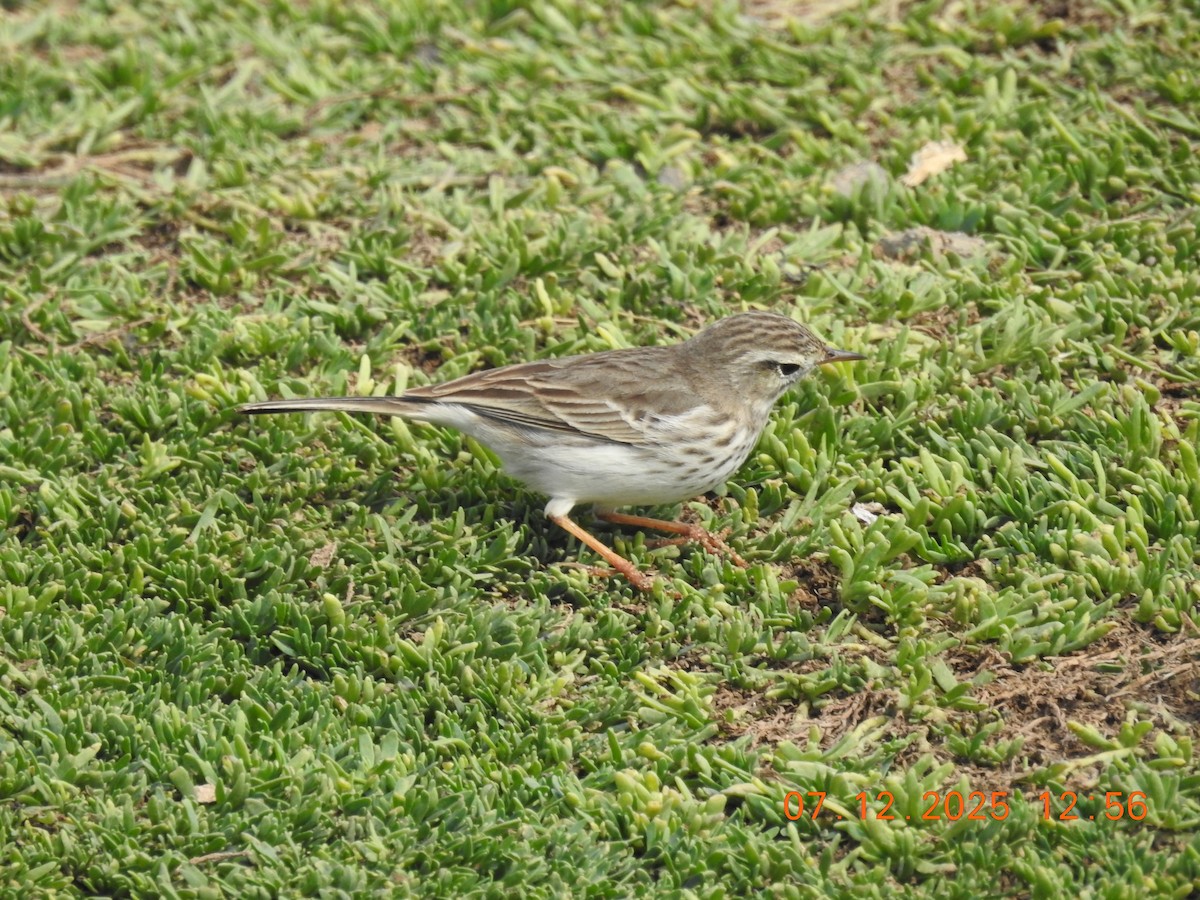 Berthelot's Pipit - ML647094344
