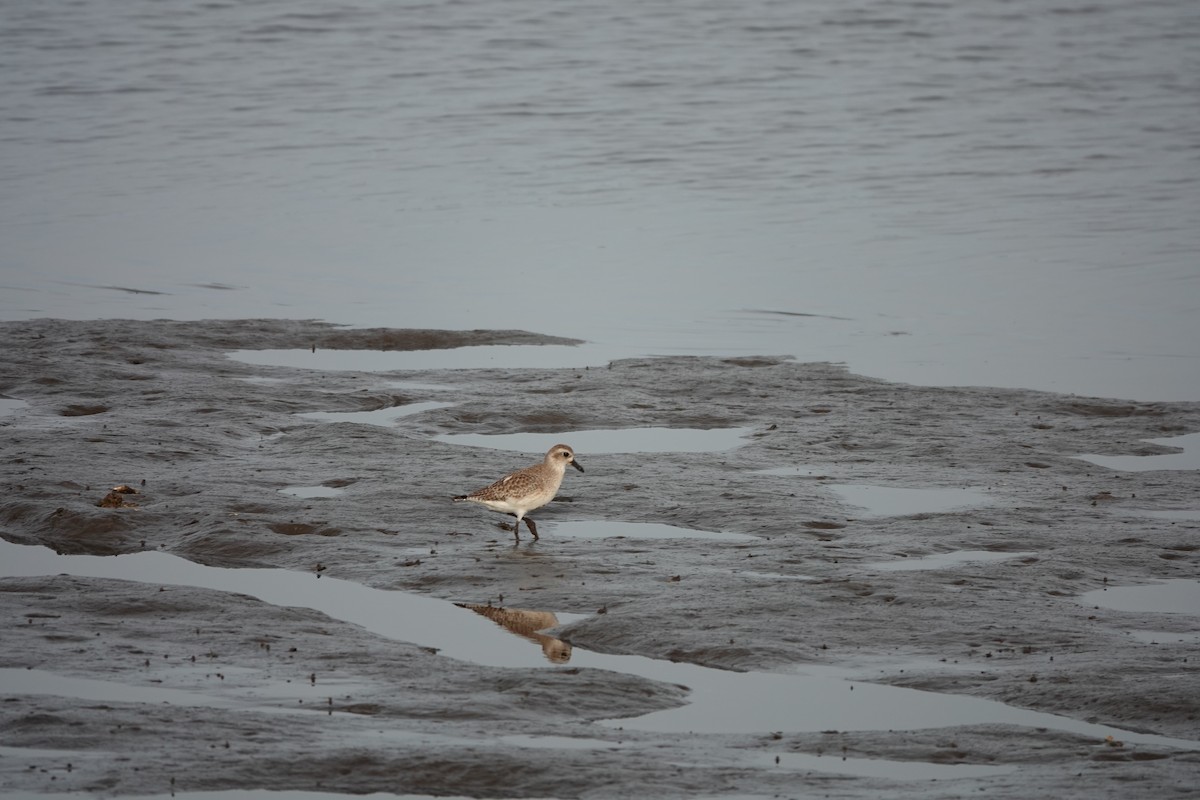 Black-bellied Plover - ML647094347