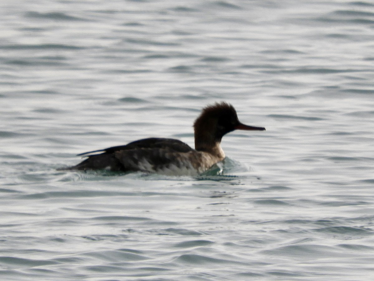 Red-breasted Merganser - ML647094355