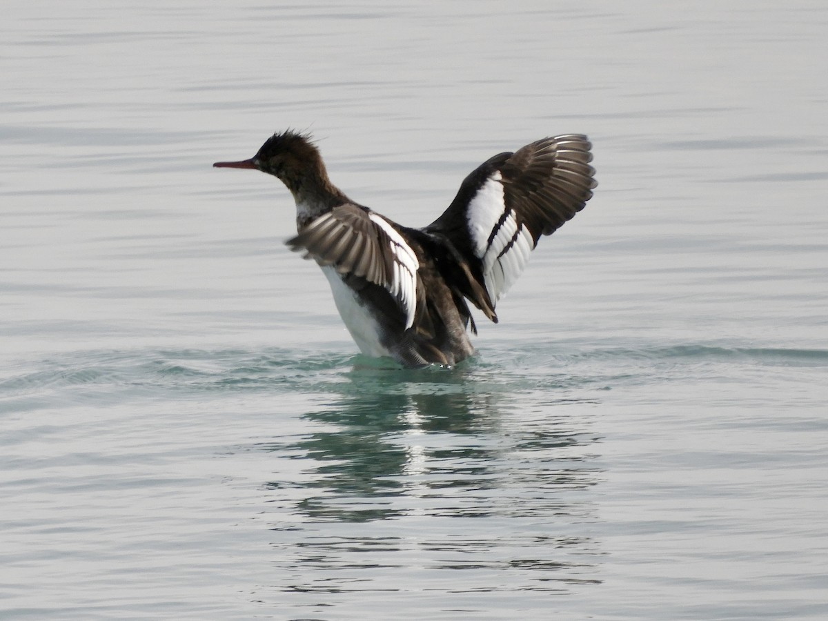 Red-breasted Merganser - ML647094356