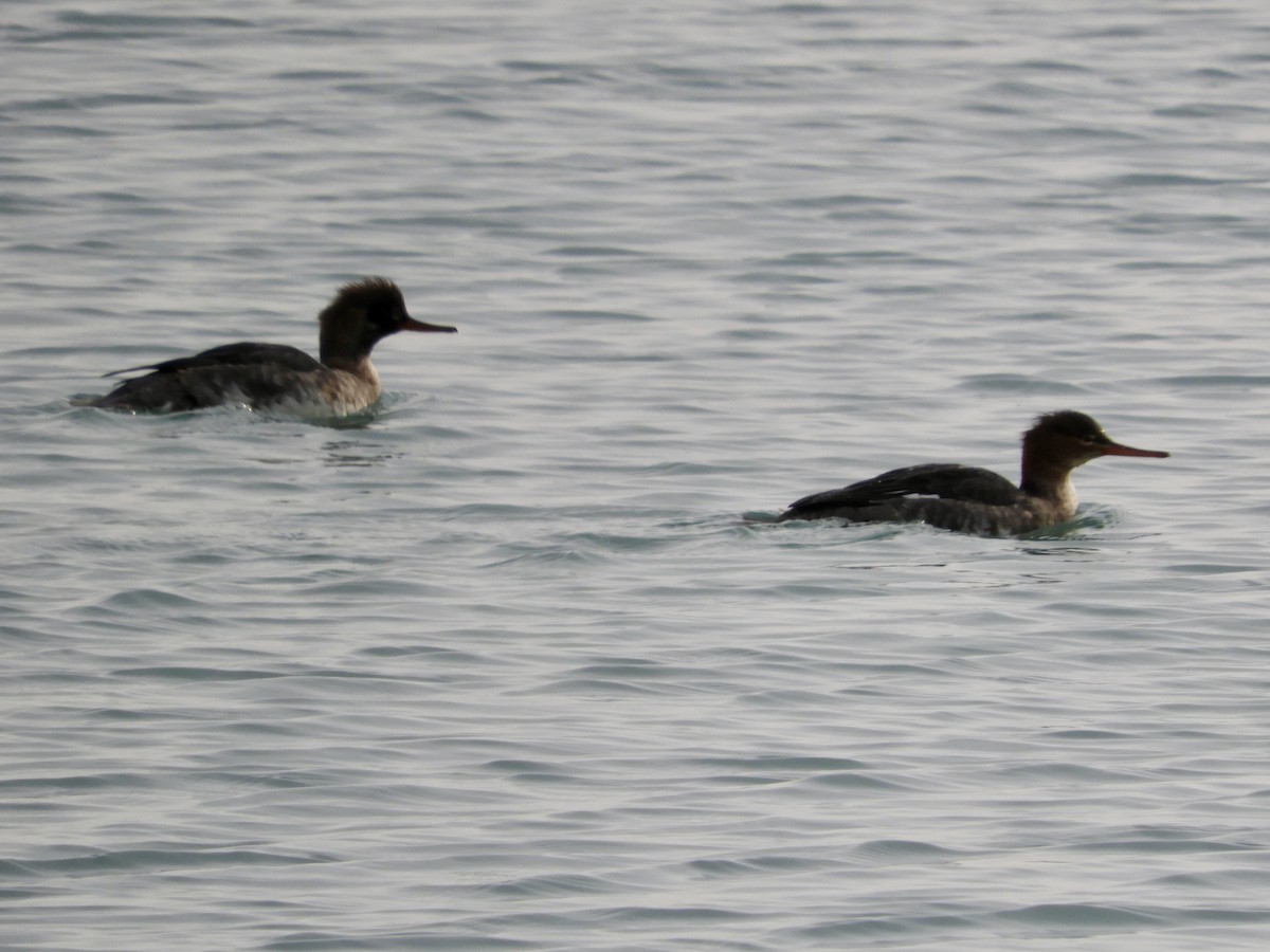 Red-breasted Merganser - ML647094357
