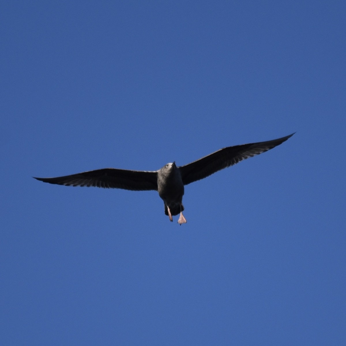 שחף מערבי - ML647094358