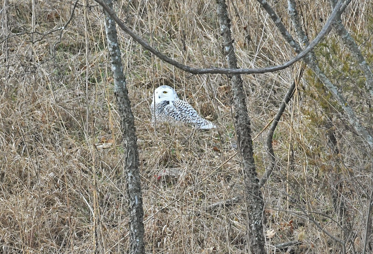 Snowy Owl - ML647094361