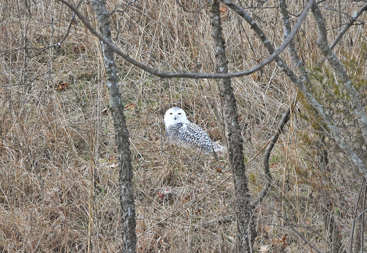 Snowy Owl - ML647094362