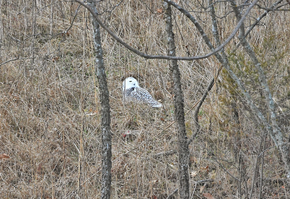 Snowy Owl - ML647094363