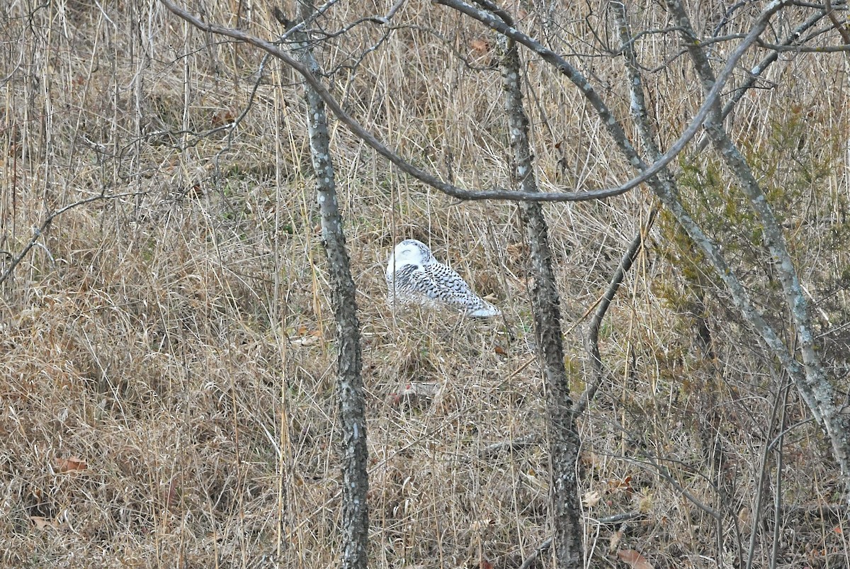 Snowy Owl - ML647094364