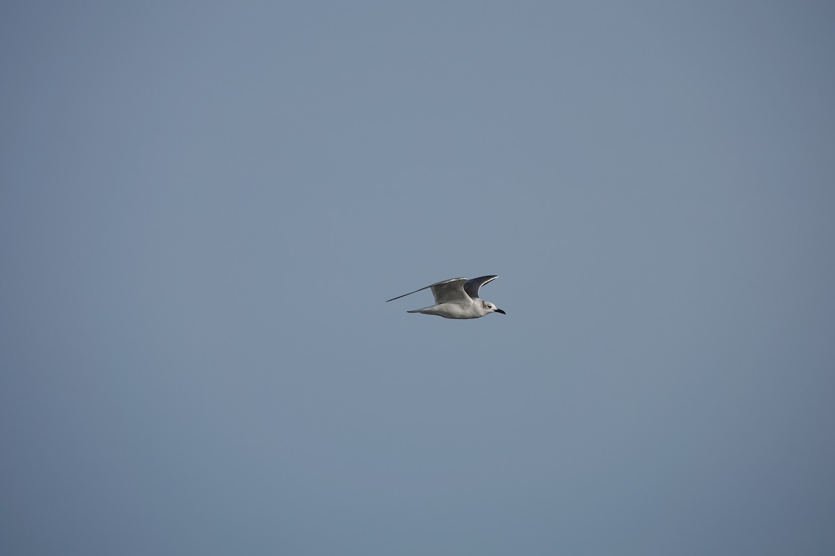 ワライカモメ - ML647094365