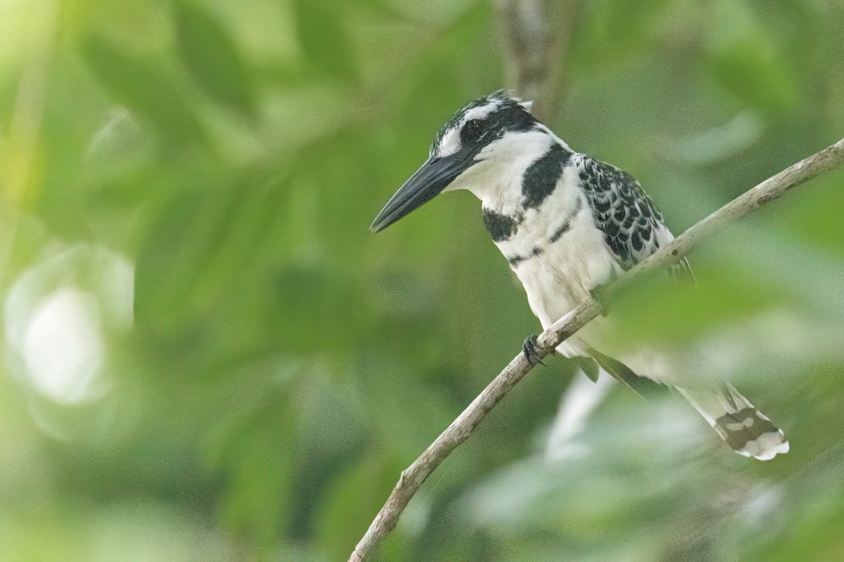 ヒメヤマセミ - ML647094367