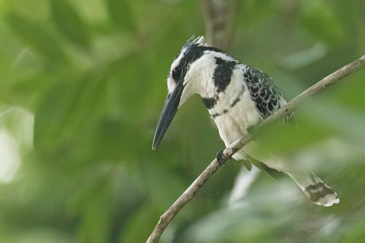 ヒメヤマセミ - ML647094368