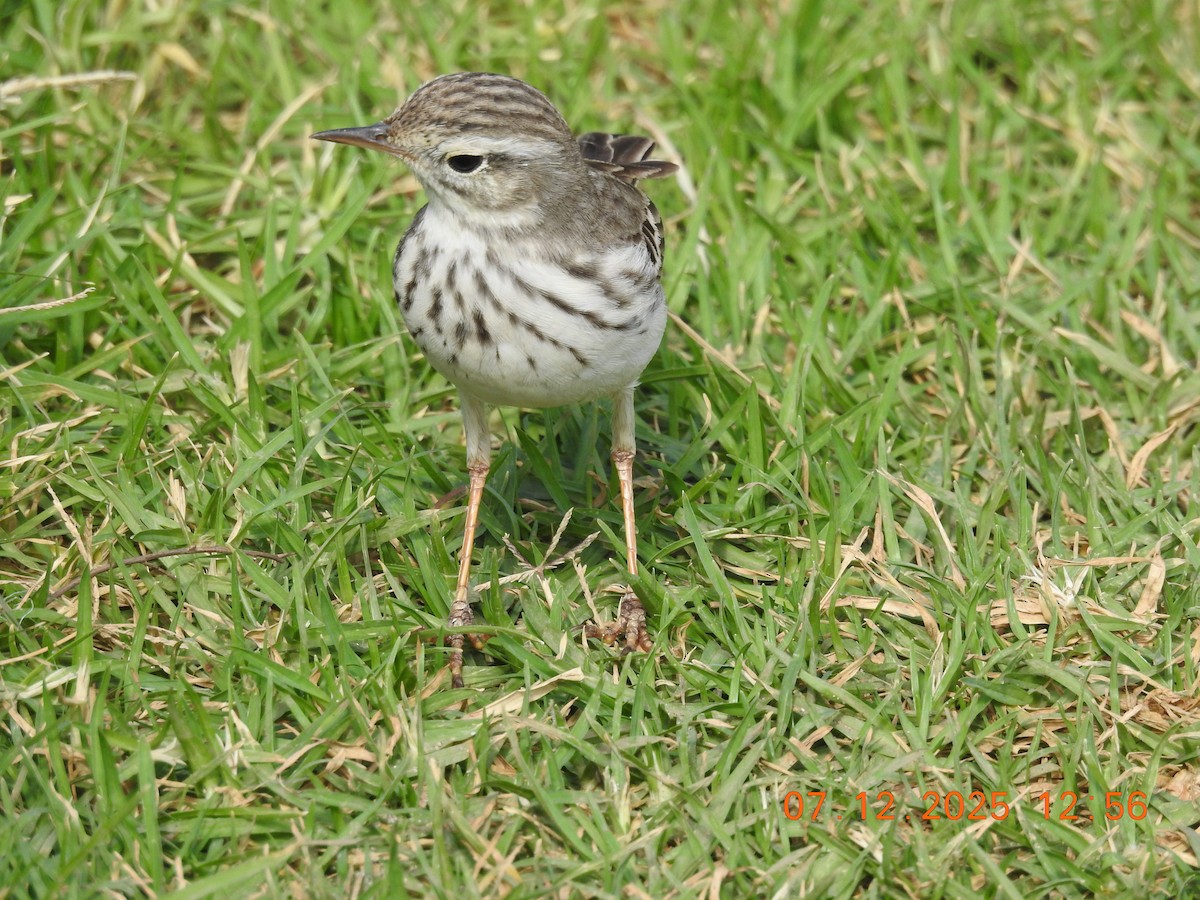 Berthelot's Pipit - ML647094370