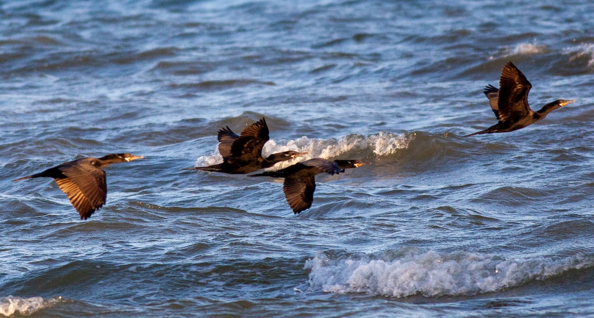 Neotropic Cormorant - ML647094373