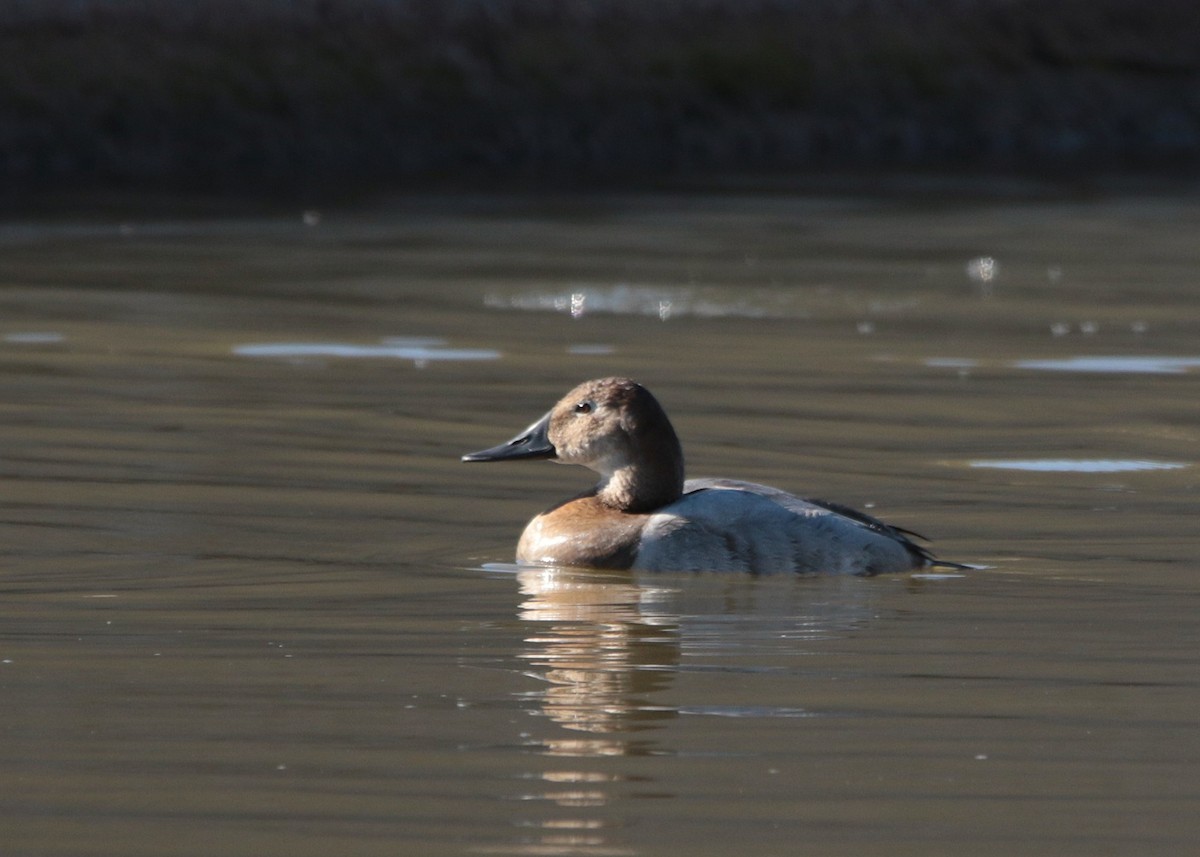 Canvasback - ML647094376
