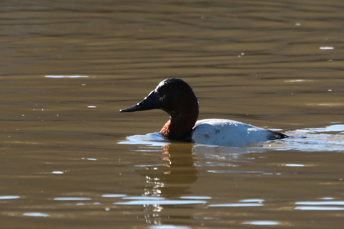 Canvasback - ML647094377