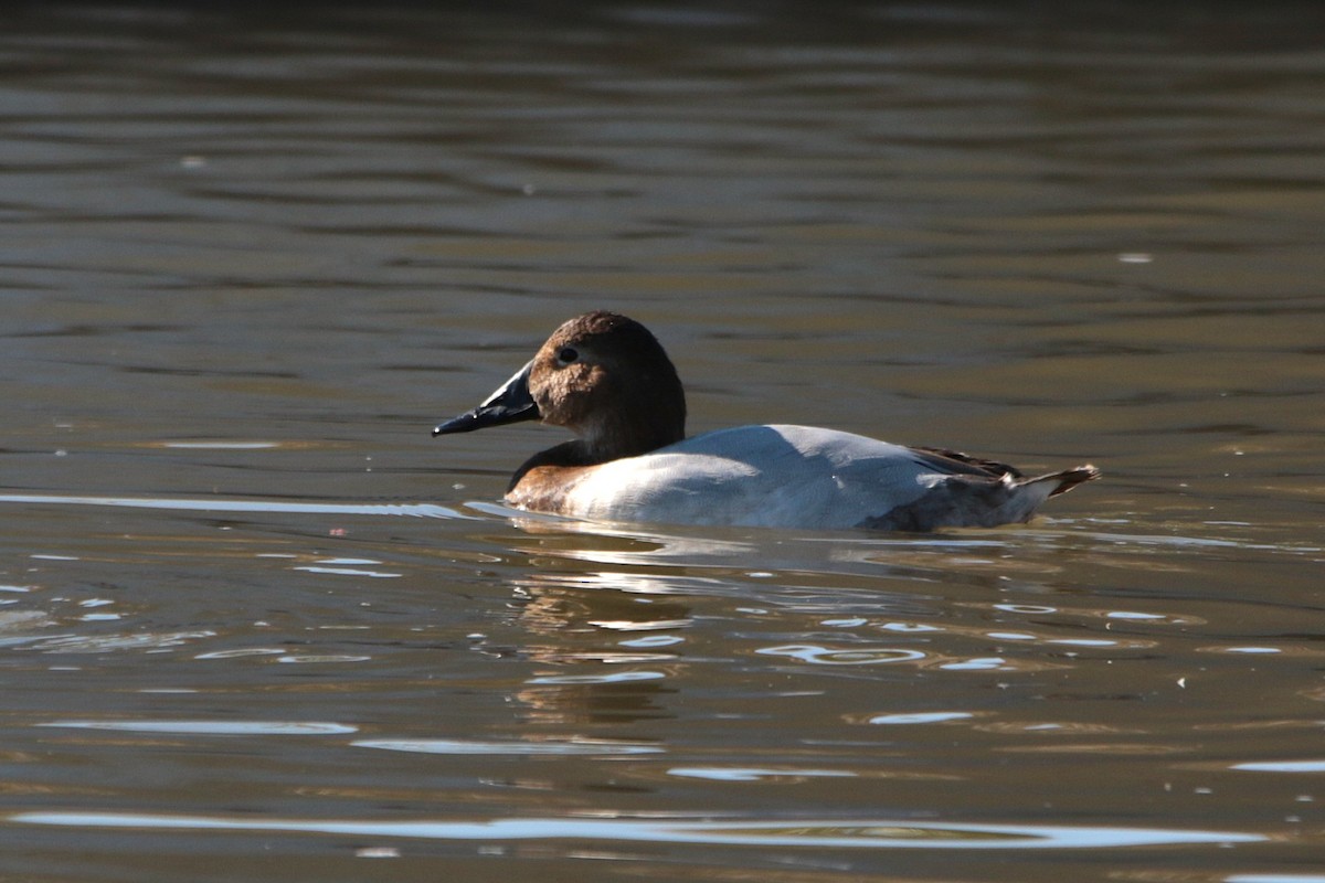 Canvasback - ML647094378