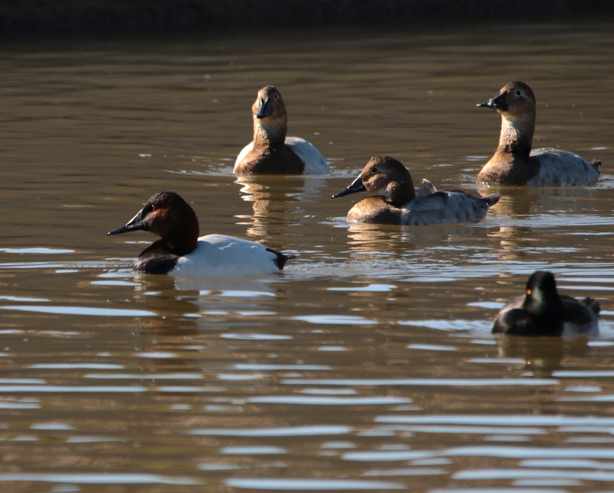 Canvasback - ML647094379