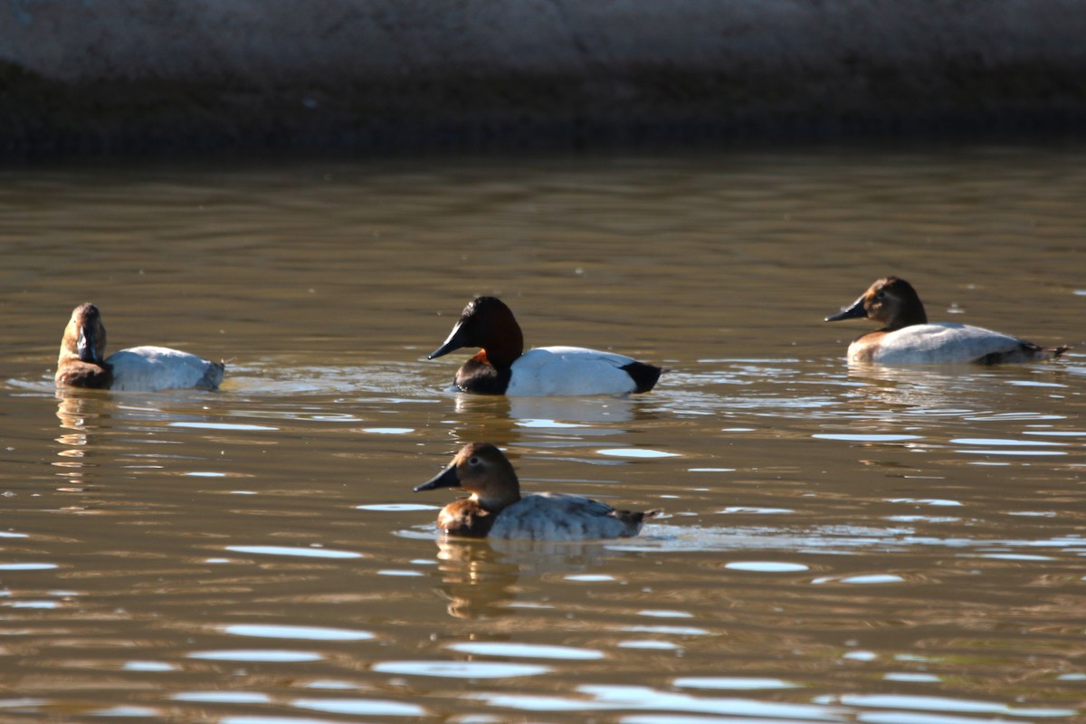 Canvasback - ML647094380