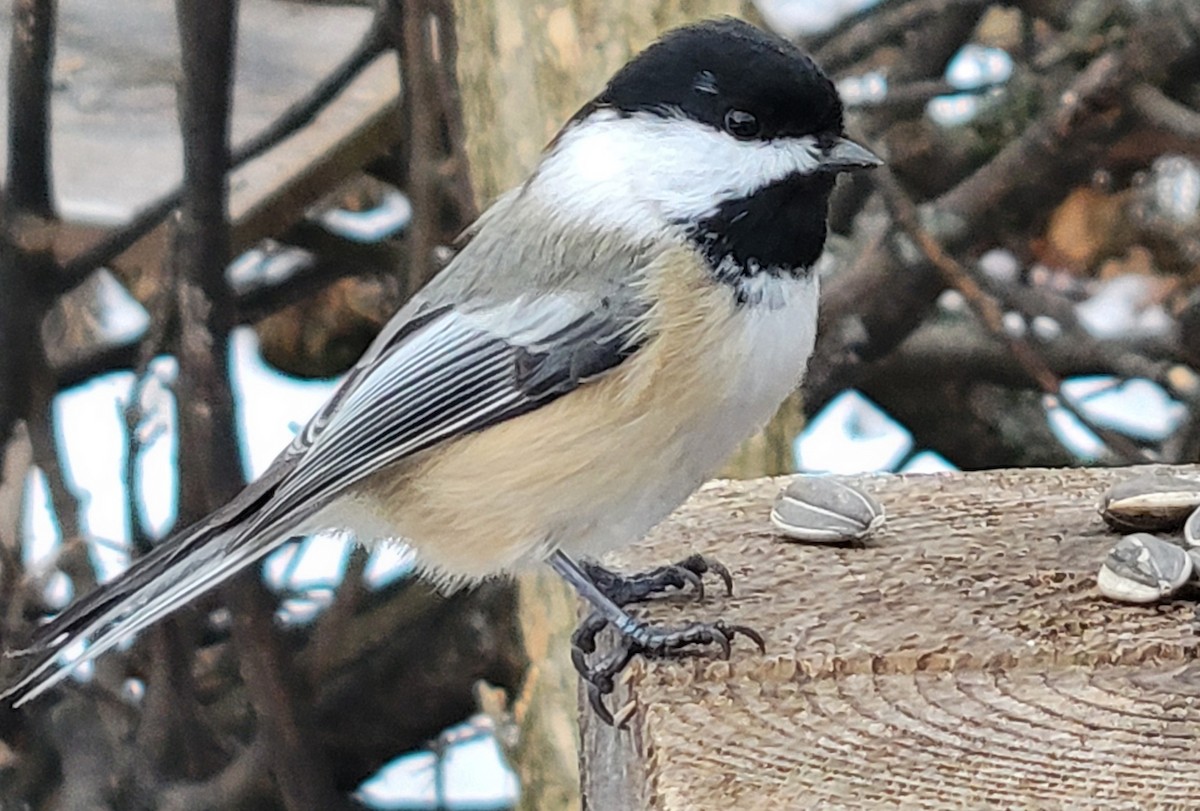 Black-capped Chickadee - ML647094385