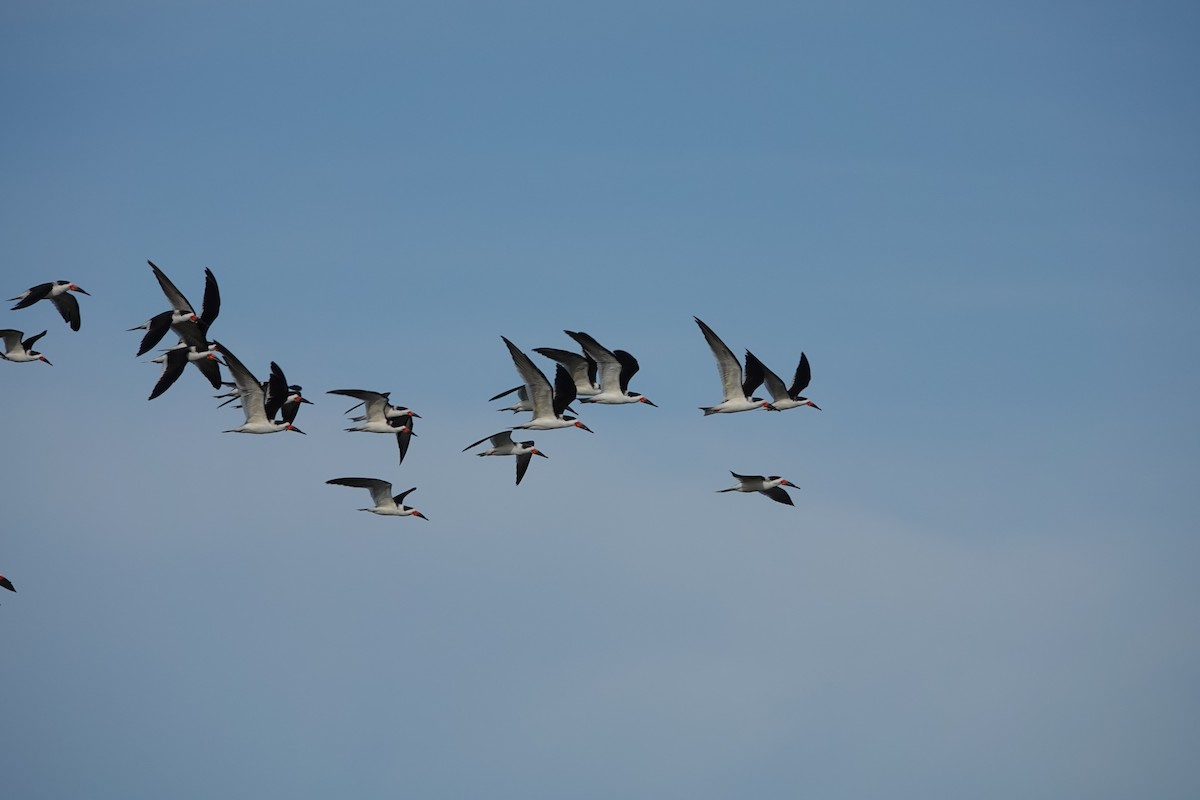 Black Skimmer - ML647094391