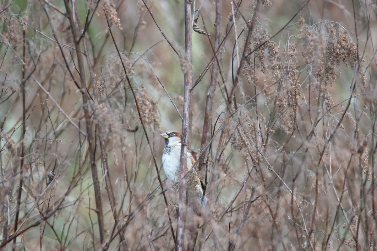 Gorrión Común - ML647094393