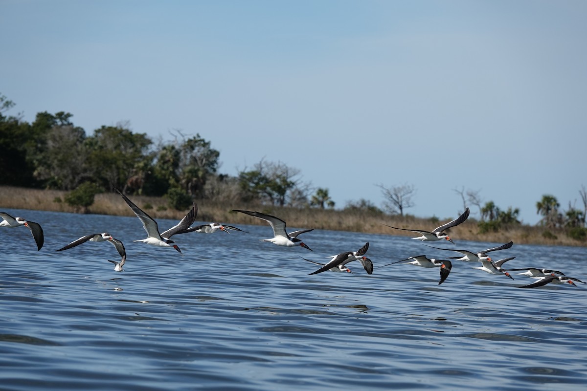 Black Skimmer - ML647094394