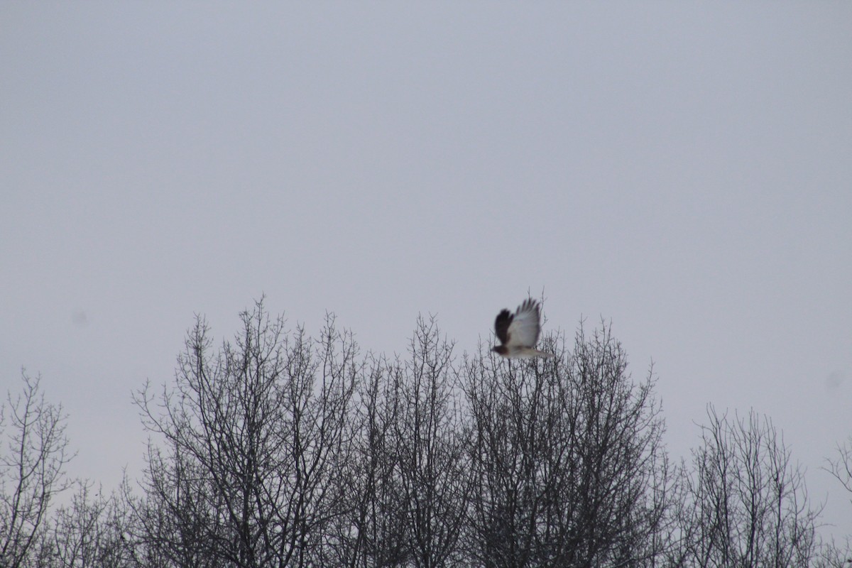 Red-tailed Hawk - ML647094395