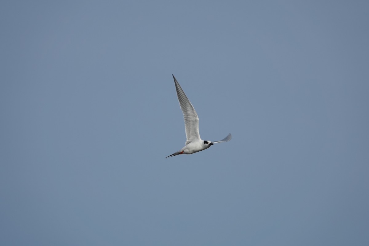 Forster's Tern - ML647094396