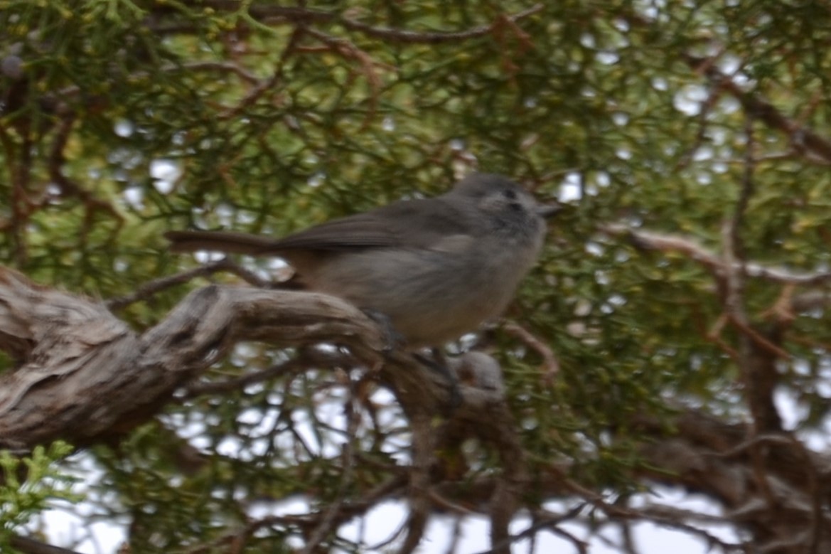 Juniper Titmouse - ML647094397