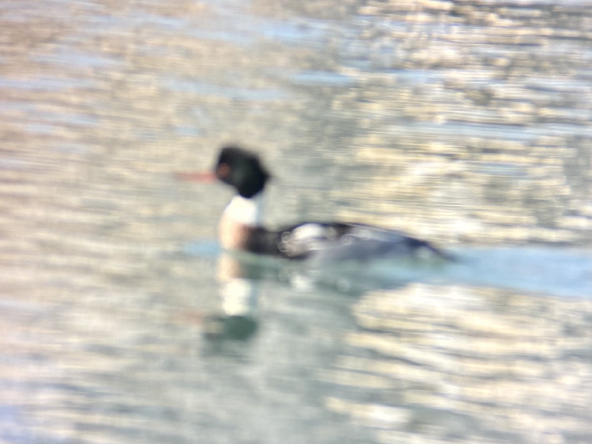 Red-breasted Merganser - ML647094399