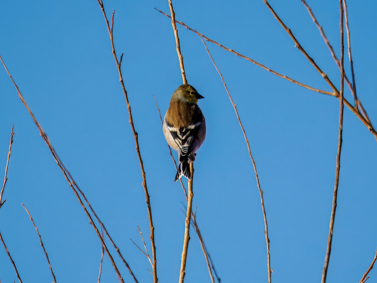 čížek žlutý - ML647094404