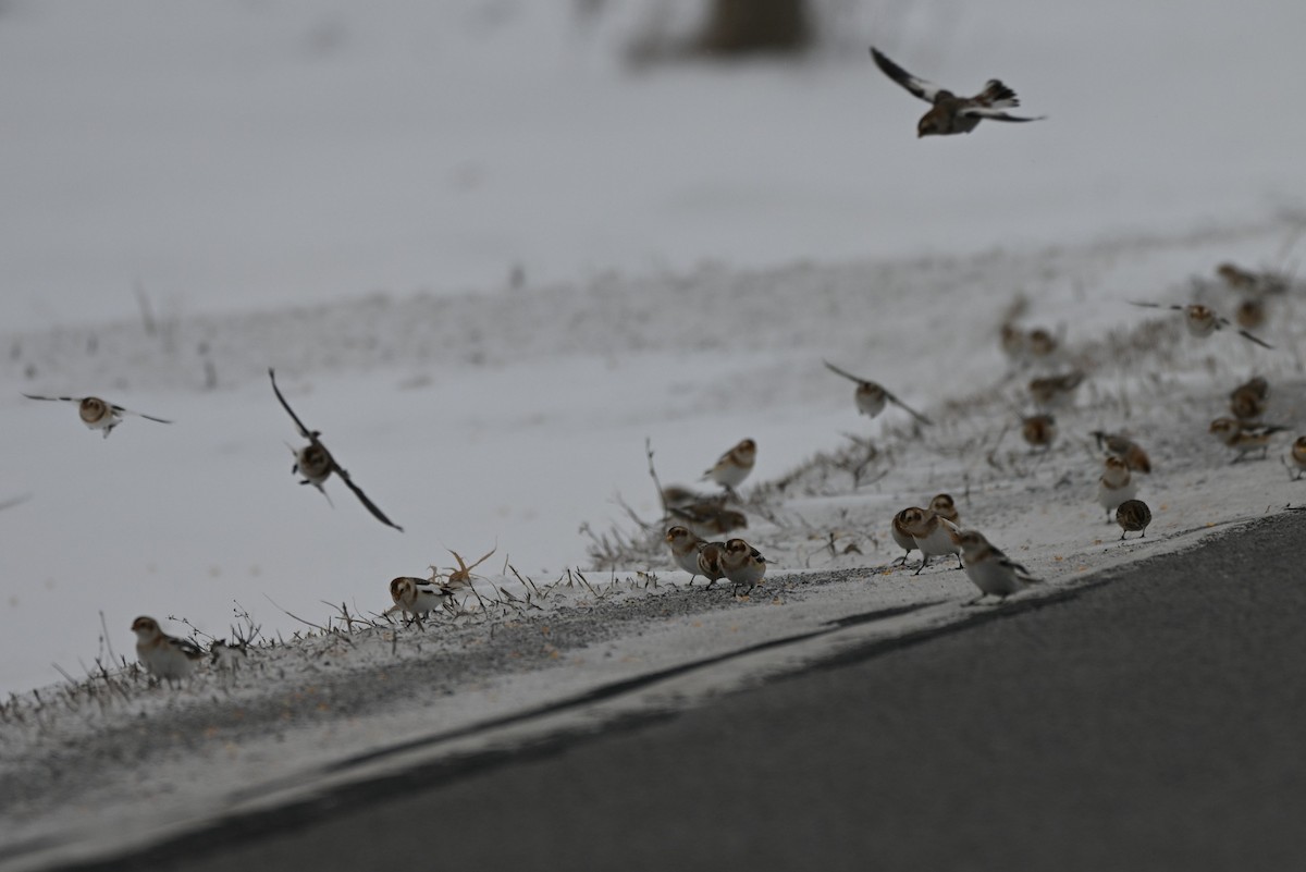 Подорожник лапландський - ML647094405