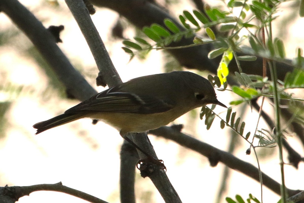 králíček americký - ML647094406