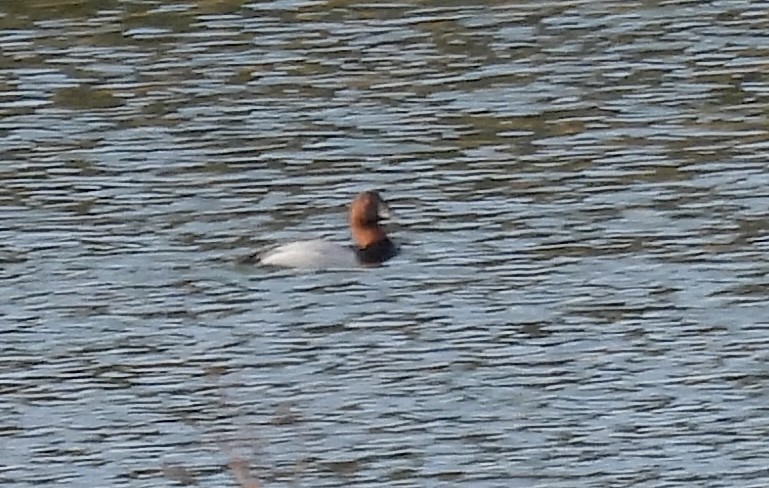 Canvasback - ML647094408